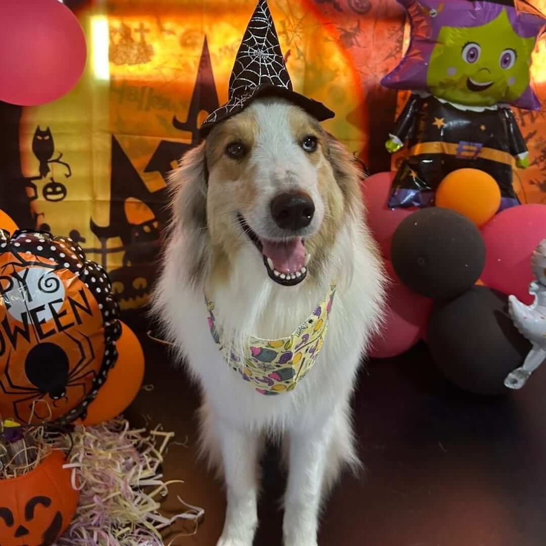 Banho relaxante em Golden Retriever na PetLar Coloninha