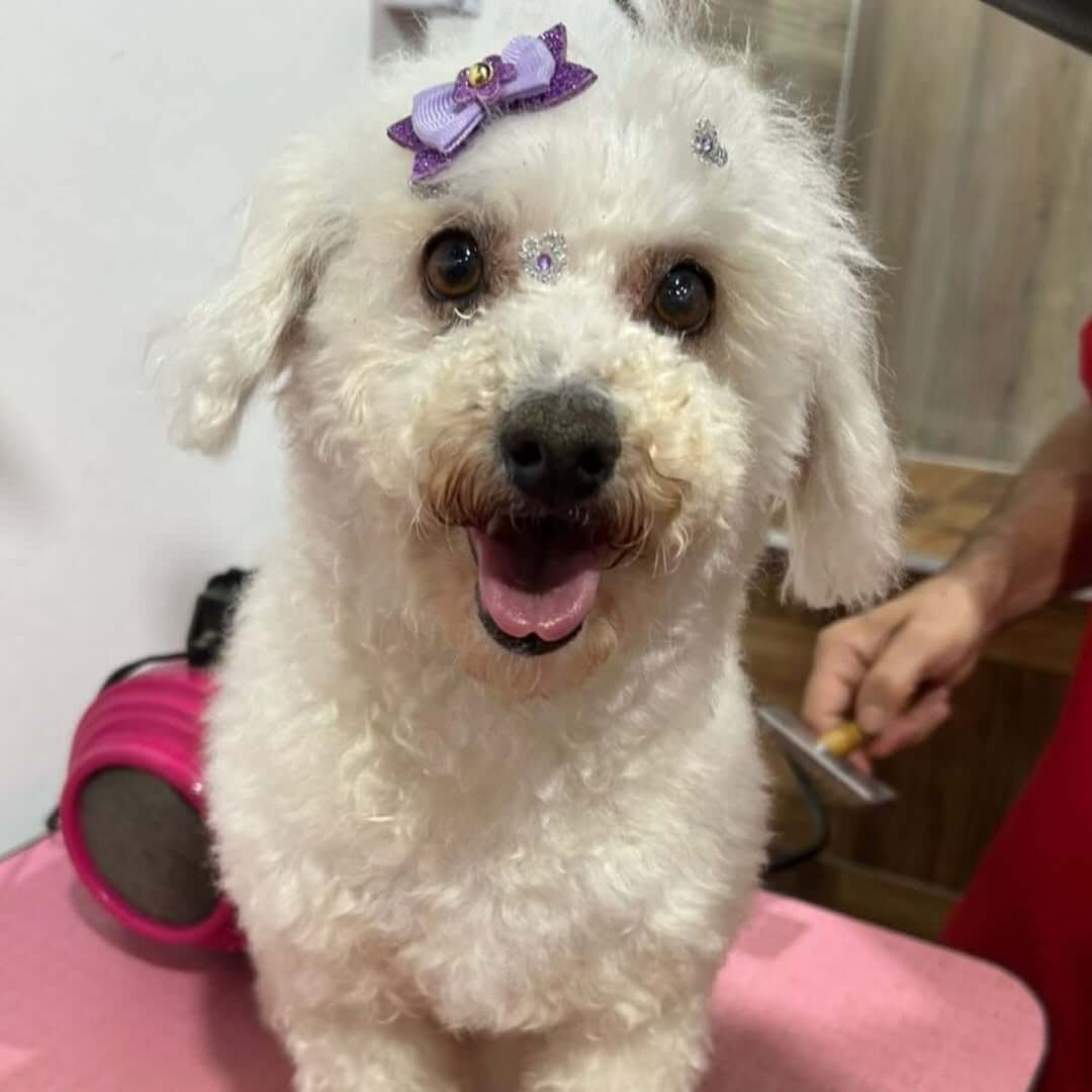 Gato persa escovado após banho na PetLar Araranguá