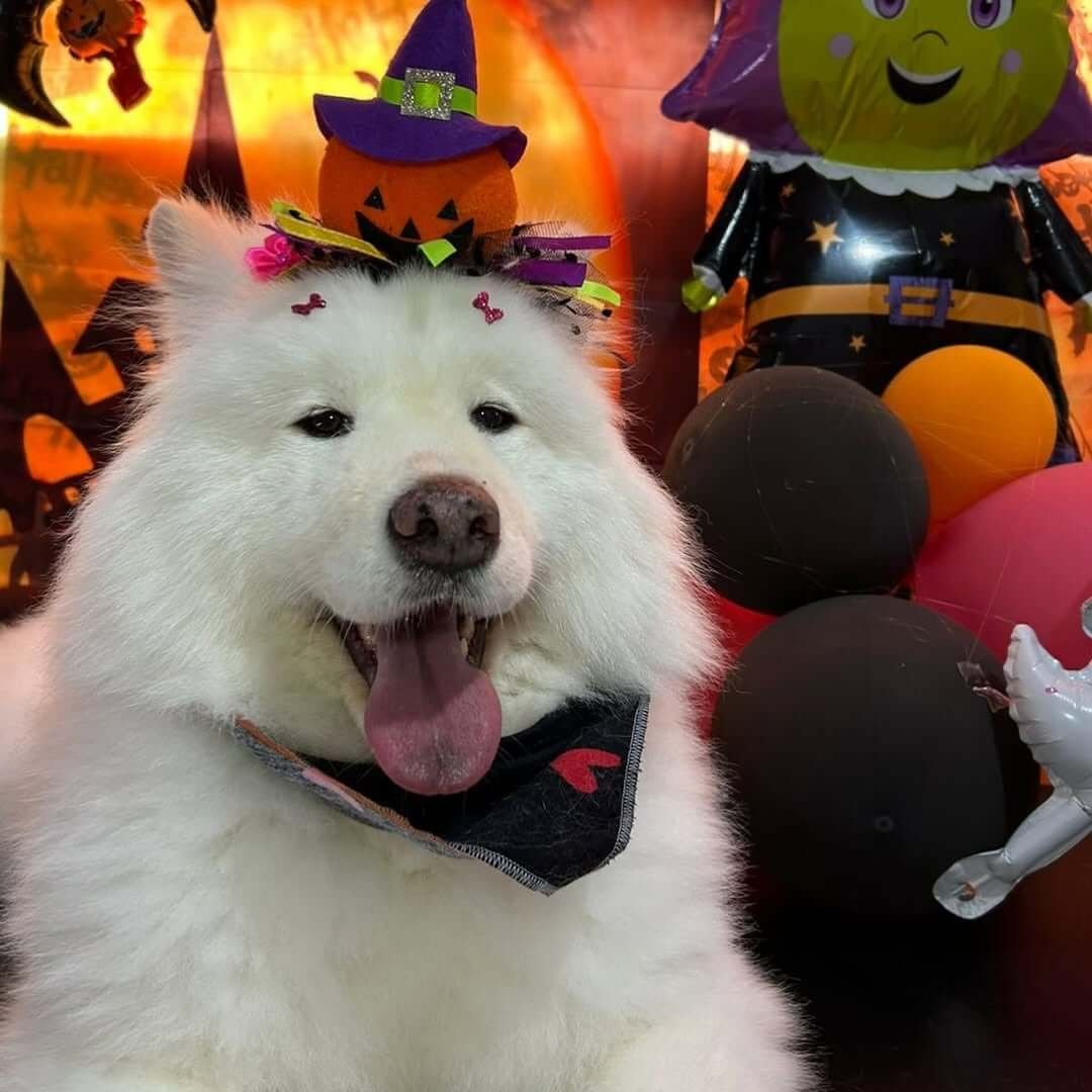 Poodle com tosa padrão na tesoura em Araranguá