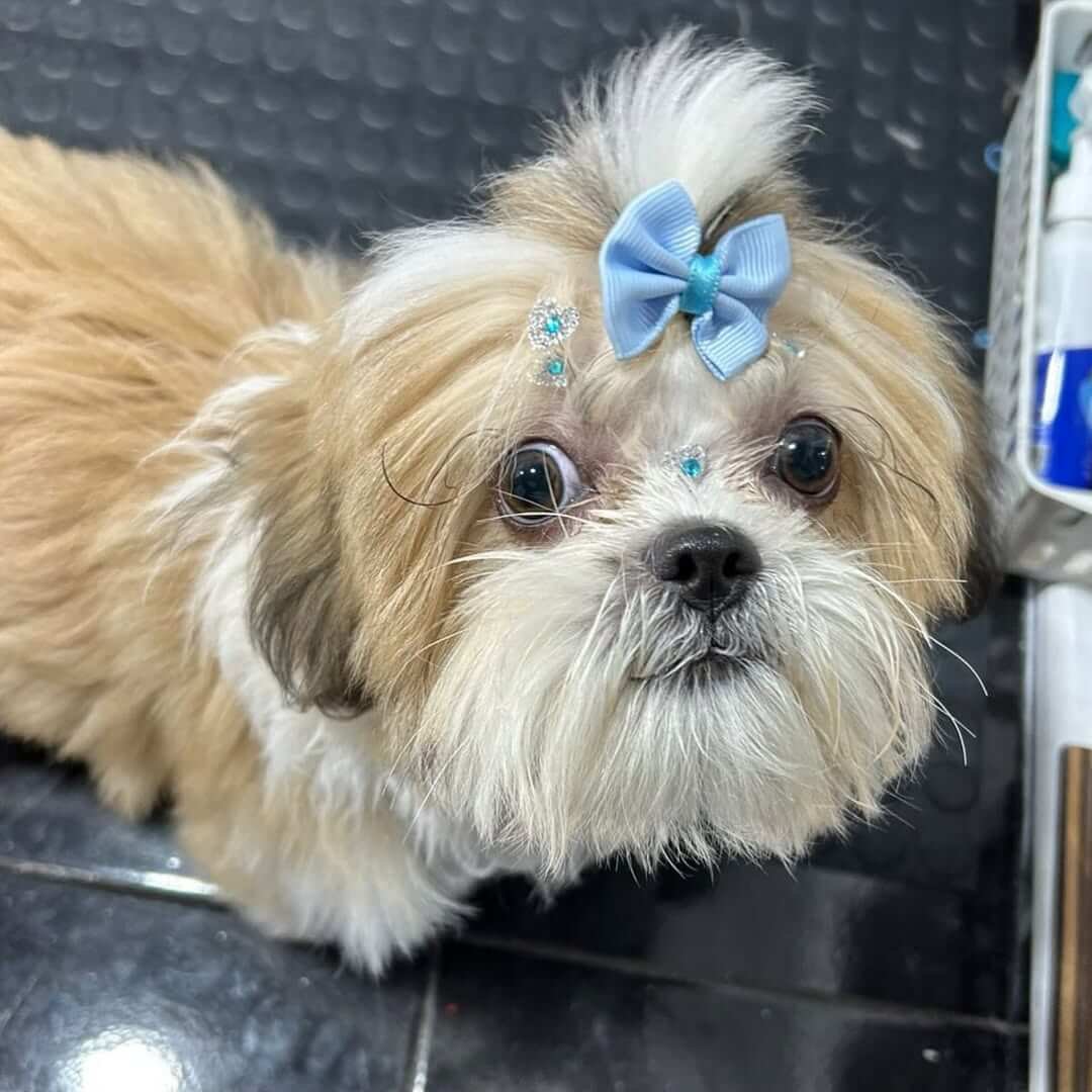 Cachorro Shih Tzu após tosa na tesoura em Araranguá na PetLar